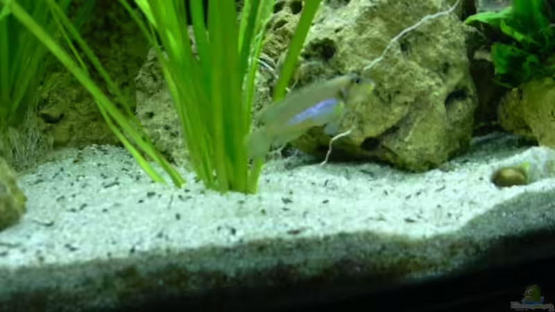 Der Ocellatus Boss von djhitek (12)