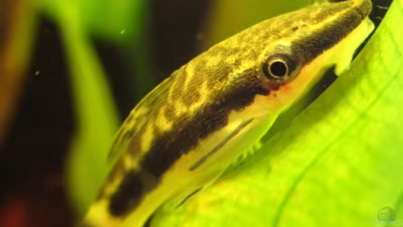 Der Oto klein aber fein / Otocinclus affinis der Saubermann fürs Aqua ?