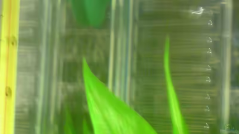 Der Ozonschicht Zerstörer von metz (16)