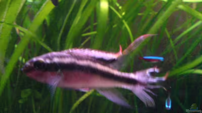 Der P.pulcher-Bock von Oliver Röder (17)