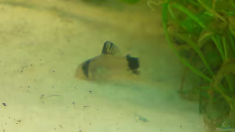 der Panda-Panzerwels von Fireman (12)