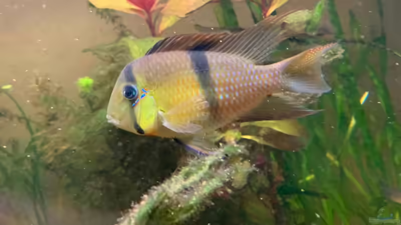 ´der Papa´ Guanacara ´Rio Jatapu´ von Max Wolf (11)