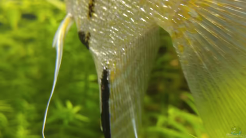 Der Papa von Standard (11)