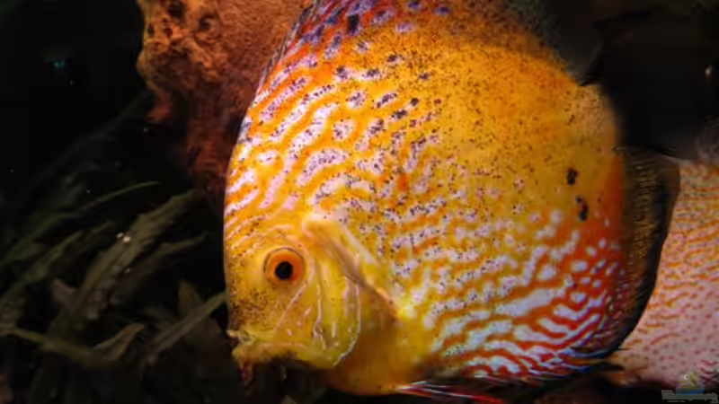 Der Papagei von Jogi (43)