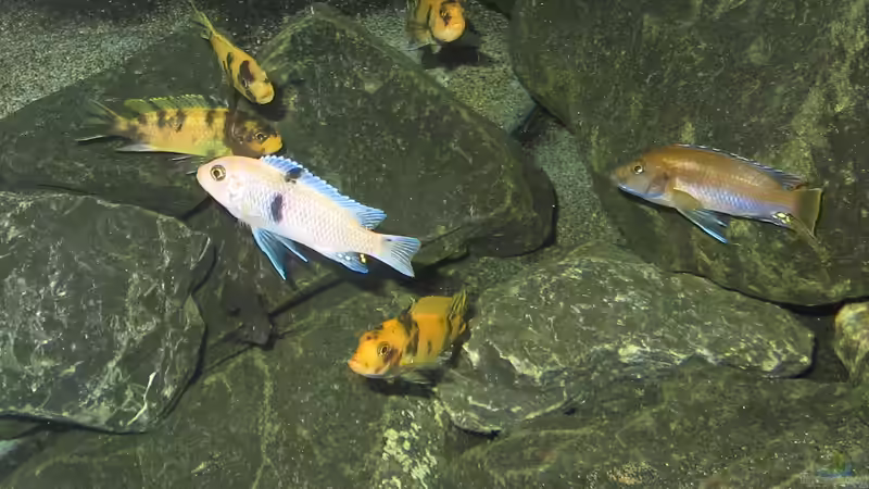 Der Pascha und seine Frauen... von bossie1704 (83)