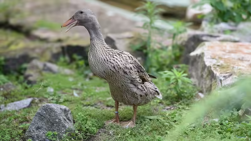 Der passende Stall für Laufenten - Ratgeber für Planung, Bau und Pflege