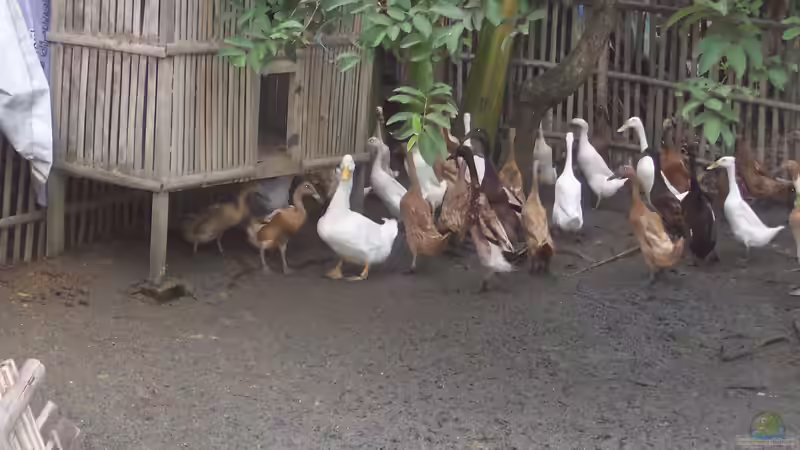 Der passende Stall für Laufenten - Ratgeber für Planung, Bau und Pflege