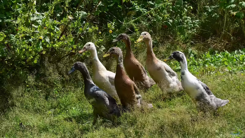 Der passende Stall für Laufenten - Ratgeber für Planung, Bau und Pflege