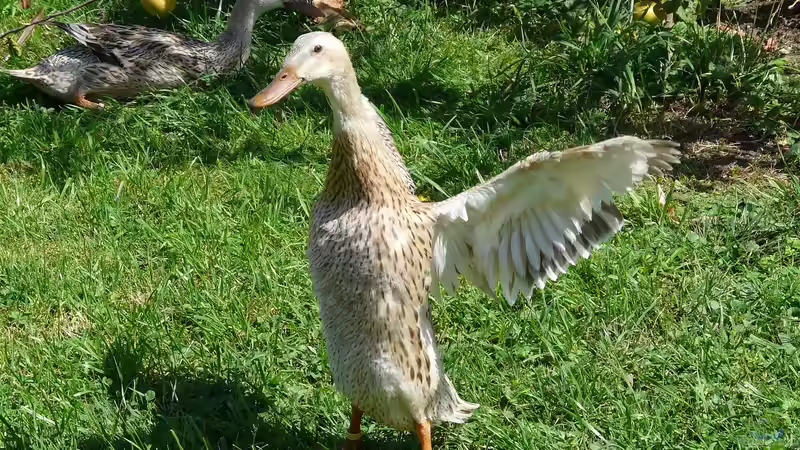 Der passende Stall für Laufenten - Ratgeber für Planung, Bau und Pflege