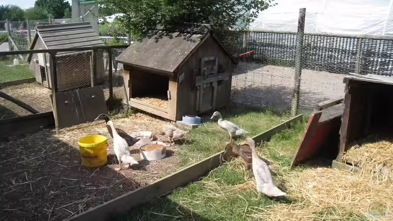 Der passende Stall für Laufenten - Ratgeber für Planung, Bau und Pflege