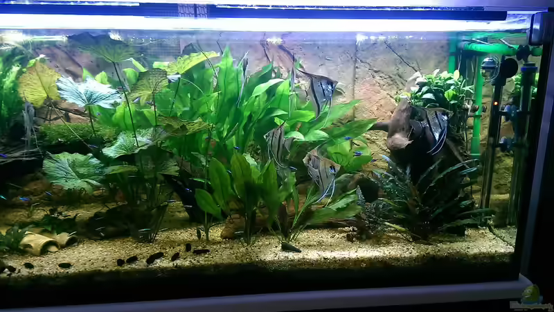 Der Perutrupp.. von Ottche (74)