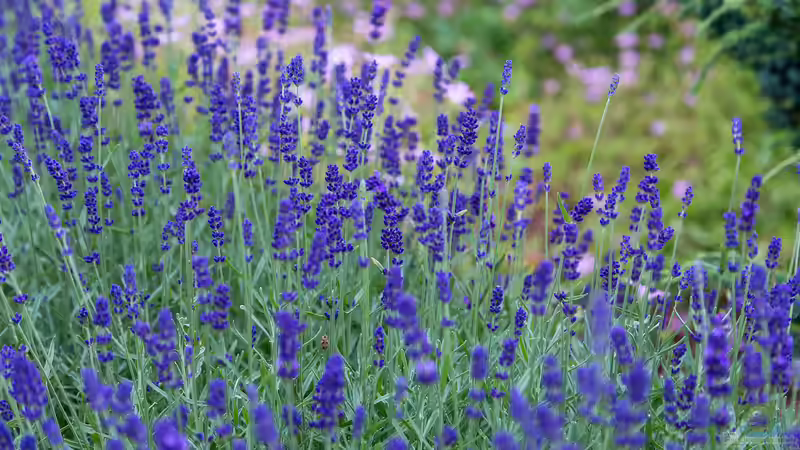 Der Pflanzenplan für deinen eigenen Duftgarten: So erschaffst du eine duftende Oase