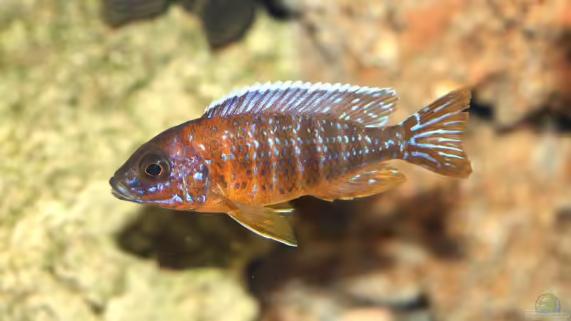 Der pH-Wert: Seine Bedeutung bei der Haltung von Malawibuntbarschen