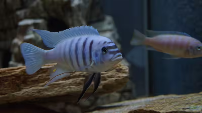 Der pH-Wert: Seine Bedeutung bei der Haltung von Malawibuntbarschen