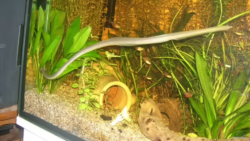 der Pisodonophis boro in seiner ganzen länge von ca.60 cm von Manuela Kutschke (12)