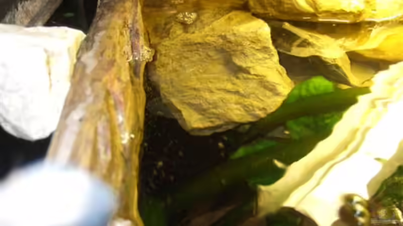 Der Platz für den Pflanzennaturwasserfilter von Esslinger (21)