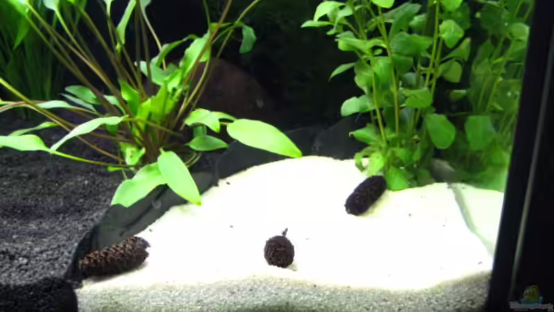 der Pool für die Pandas von -Marcel- (4)