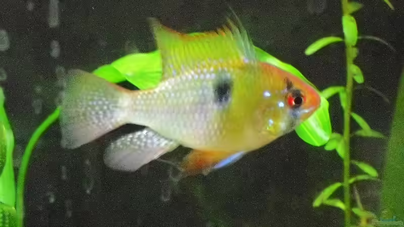 Der Poser von Julia (5)