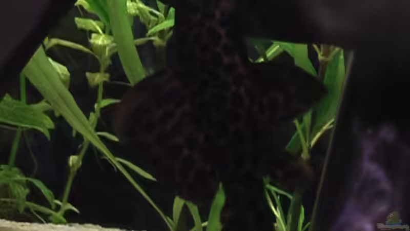 Der Pseudacanthicus of leopardus    von Marcus Heiser (13)