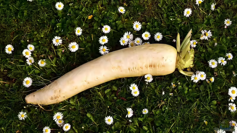 Der Radi - So kannst du den bayerischen Brotzeit-Rettich selbst anbauen