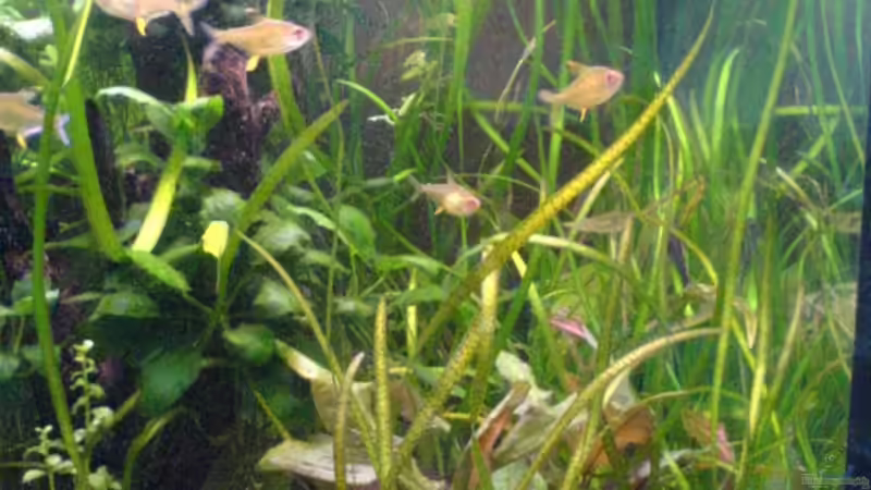 Der rechte Beckenteil mit Kokosnuss und Vallisnerien von Oliver Röder (5)