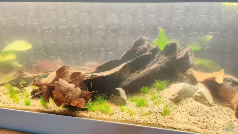 Der rechte Block der Pflanzen zu Beginn von xpate (4)