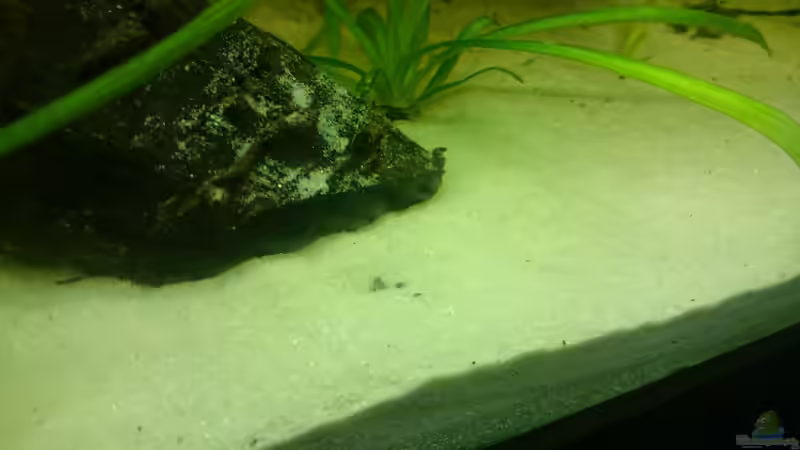 Der Rechte Bratpfannenwels  von DennisTheMenis (23)