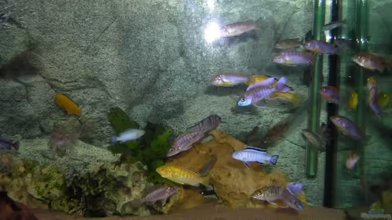 Der rechte Teil meines Aqariums. Durch das gesamte Becken zieht sich an der Rückwand eine Kette aus Lochgesteinsbrocken. von Mario Matthes (6)