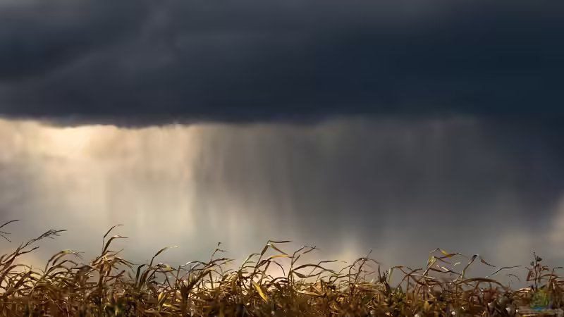 Der Regenschleier - Warum manchmal kein Tropfen den Boden erreicht
