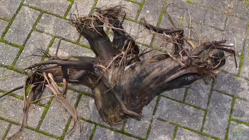 Der Rest von Wurzel 6 kommt auch noch mit ins AQ. von GGuardiaNN (54)