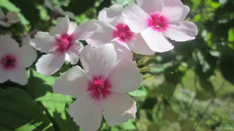 Der richtige Zeitpunkt zum Zurückschneiden von Stauden: Nach der Blüte oder im Frühjahr?