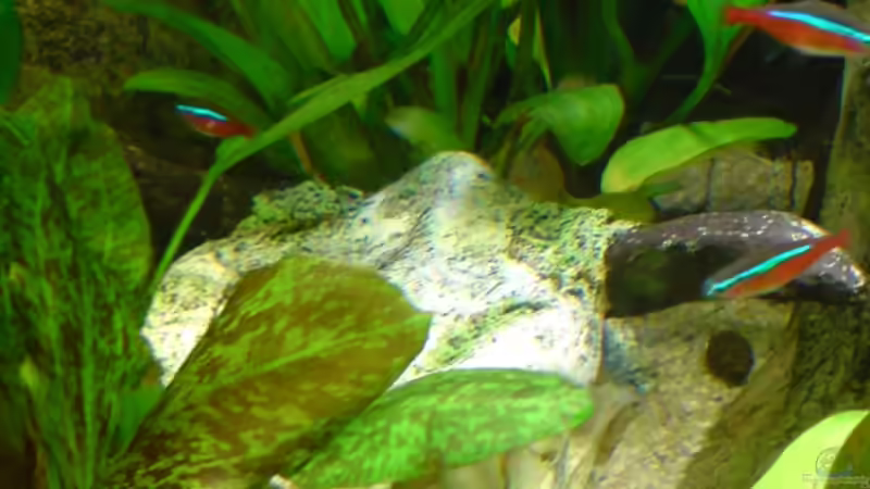 Der Rinderschädel dient als zus. Höhle von GGuardiaNN (6)