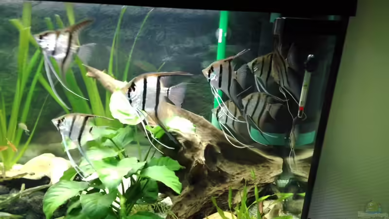 Der Rio Nanay Schwarm von Jörg Deußen (7)