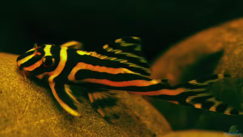 Der Rio Xingu ! von ehemaliger User