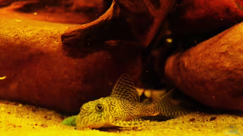 Der Rio Xingu und seine Schönheiten der L 66 /Königstiger - Harnischwels !