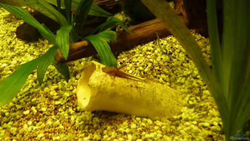 der rote Hexenwels von Josef Braun (32)