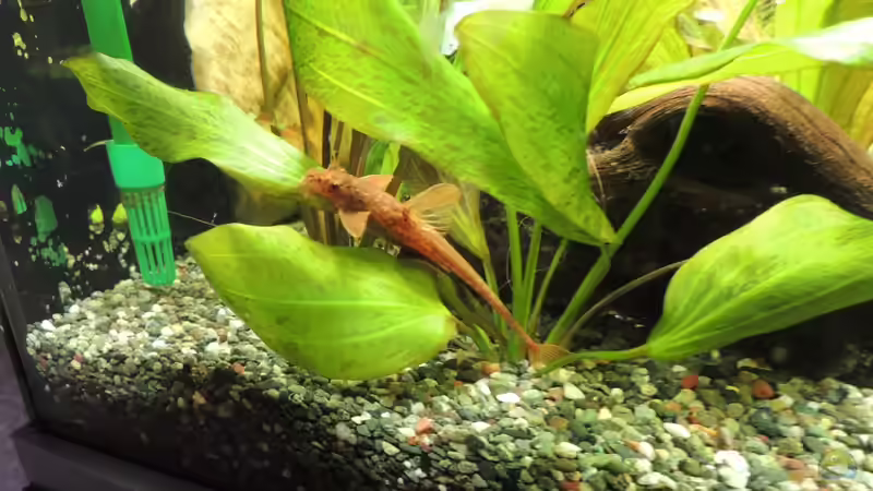 der rote Hexenwels von Kathrin77 (59)