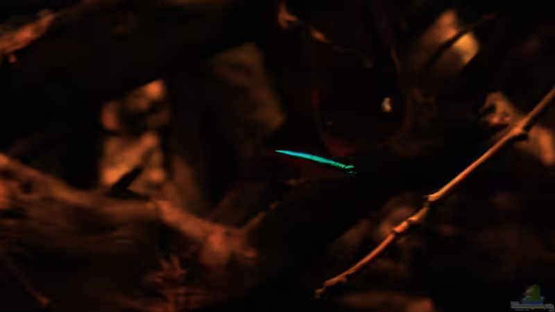 Der Rote Neon, bei mir sind es Nachzuchten von Florian Bandhauer (61)