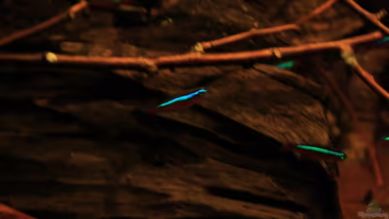 Der Rote Neon in den ??sten von Florian Bandhauer (56)