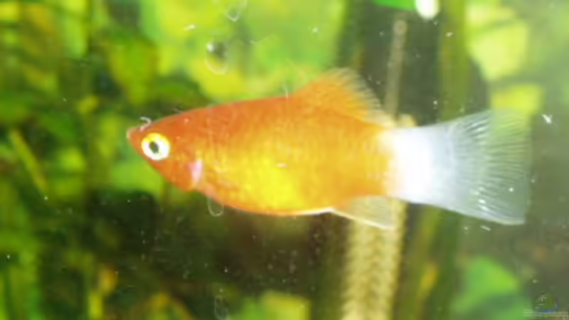 Der rote Platy mit der weißen Rückenflosse von Michael Spillner (12)