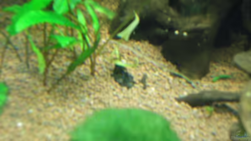 Der rote Tigerlotus... von Thomas Ahrens (19)