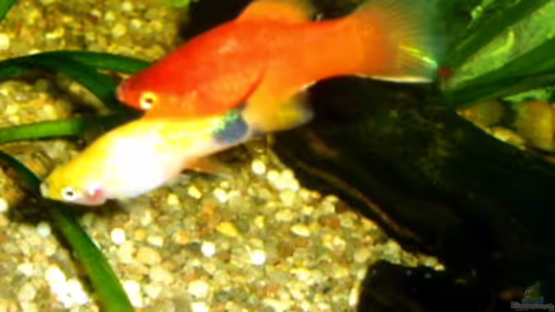 Der rote und der gelbe Platy von Michael Spillner (13)