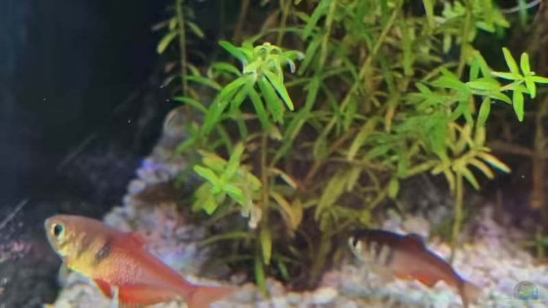 Der Rote von Rio von Peter Peter (102)