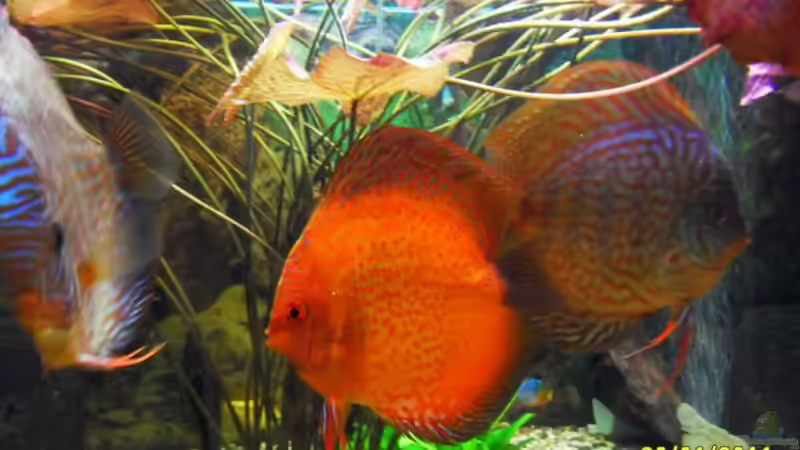 Der Rote von Ulrich Sauerhering (90)