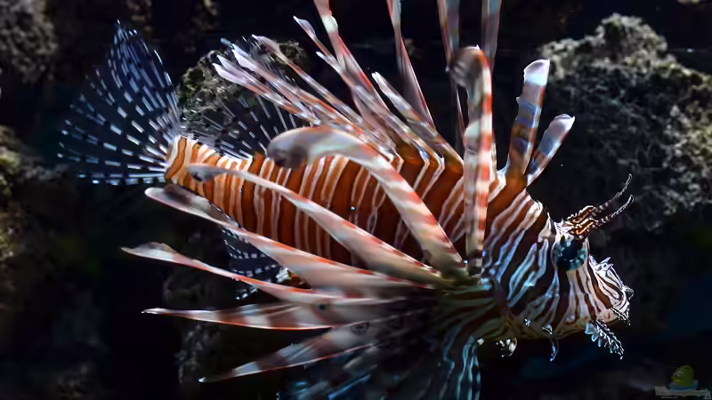 Der Rotfeuerfisch: Seine Auswirkungen auf das Ökosystem vor Florida