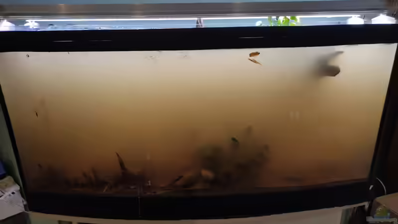 Der Sand war nicht gut genug gewaschen von SoSi (6)