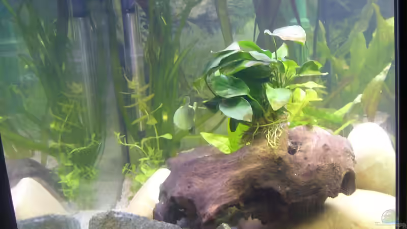 der Sandkasten in der linken Ecke von Sunnyboy_72 (10)