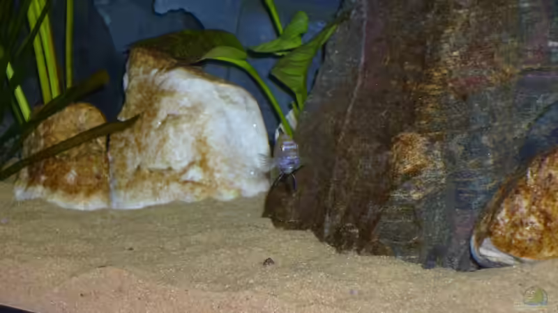 Der Saulosibock färbt sich jeden Tag mehr blau ein! von Ingo Pöck (34)