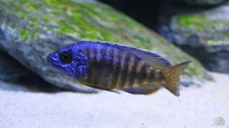 der Scheue - Aulonocara nghara von Klaus Fischer (20)