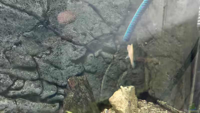 Der Schlauch wird bekämpft... von Helga Kury (7)